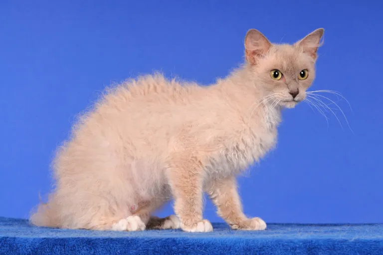 LaPerm Katze LaPerm Katze vor blauem Hinztergrund