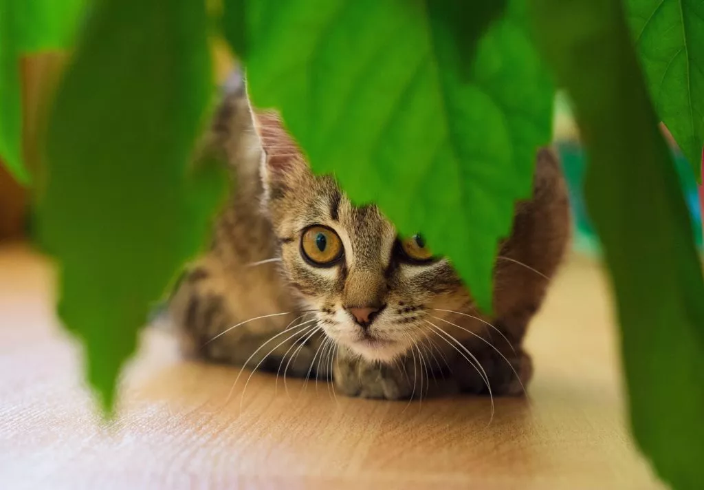 Un chat est cach&eacute; derri&egrave;re les feuilles d'une plante