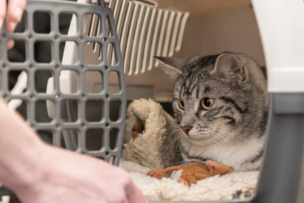 Un chat est tranquillement allong&eacute; dans sa caisse de transport