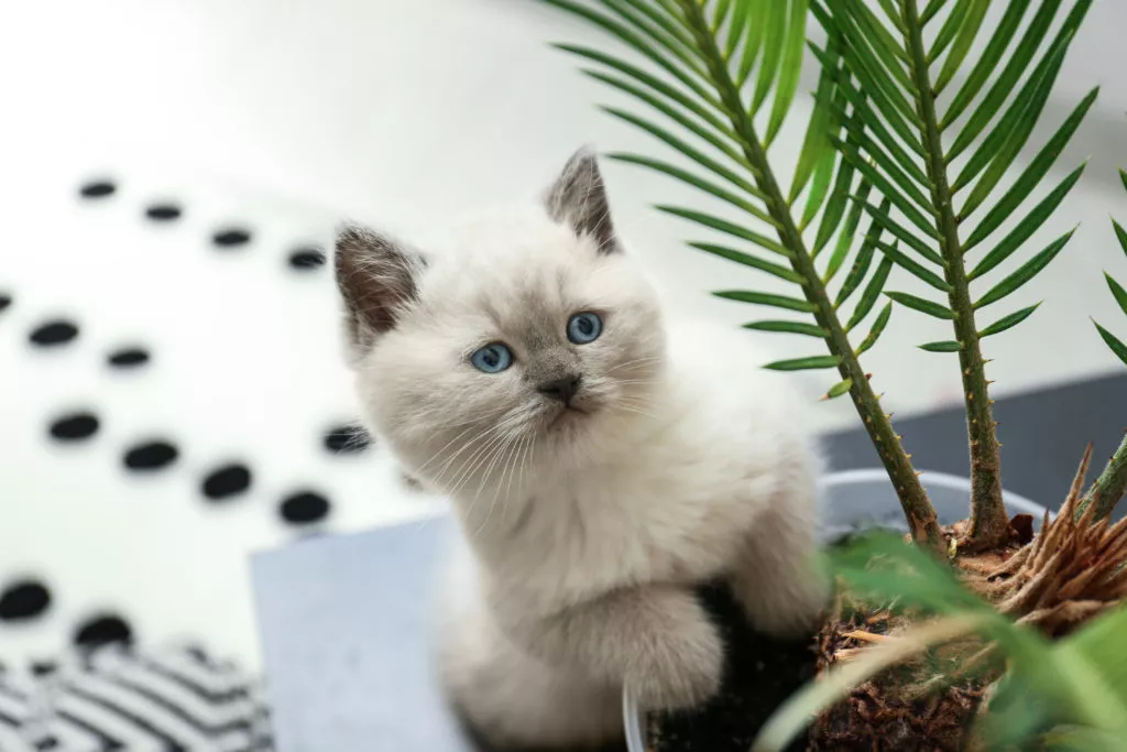 Un chaton blanc se tient &agrave; une plante en pot