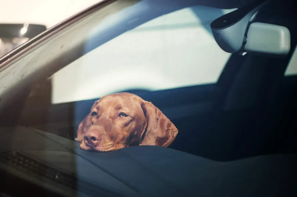 Un chien enferm&eacute; dans une voiture au soleil risque fort un coup de chaleur