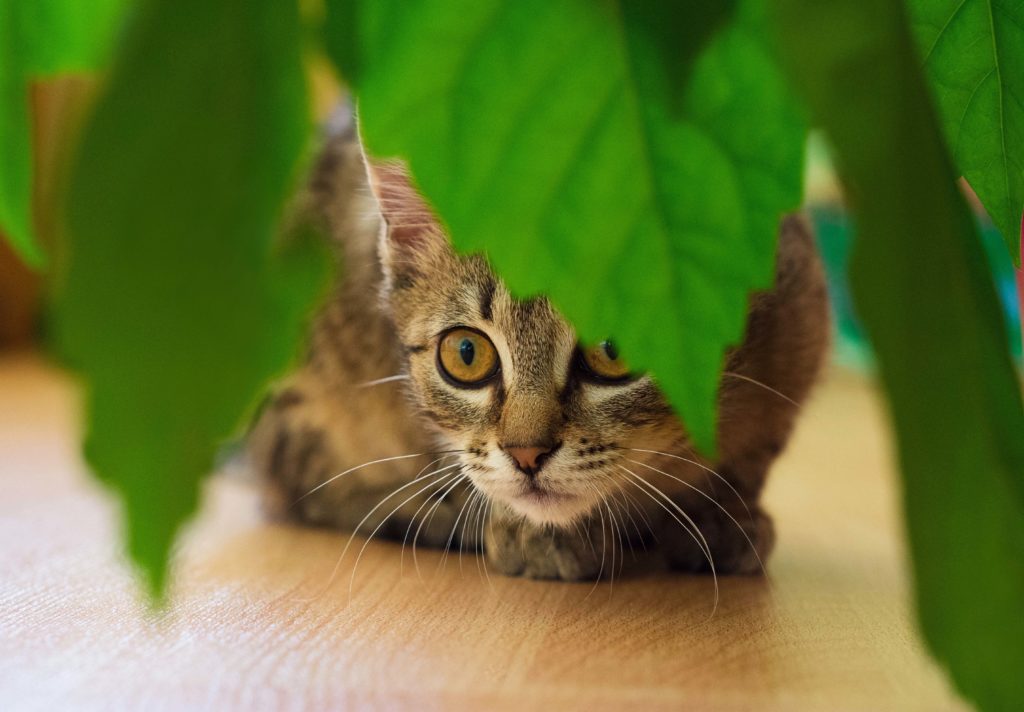 Le chat urine dans les plantes : pourquoi et que faire