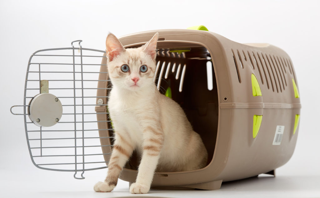 Comment choisir la caisse de transport pour son chat ?