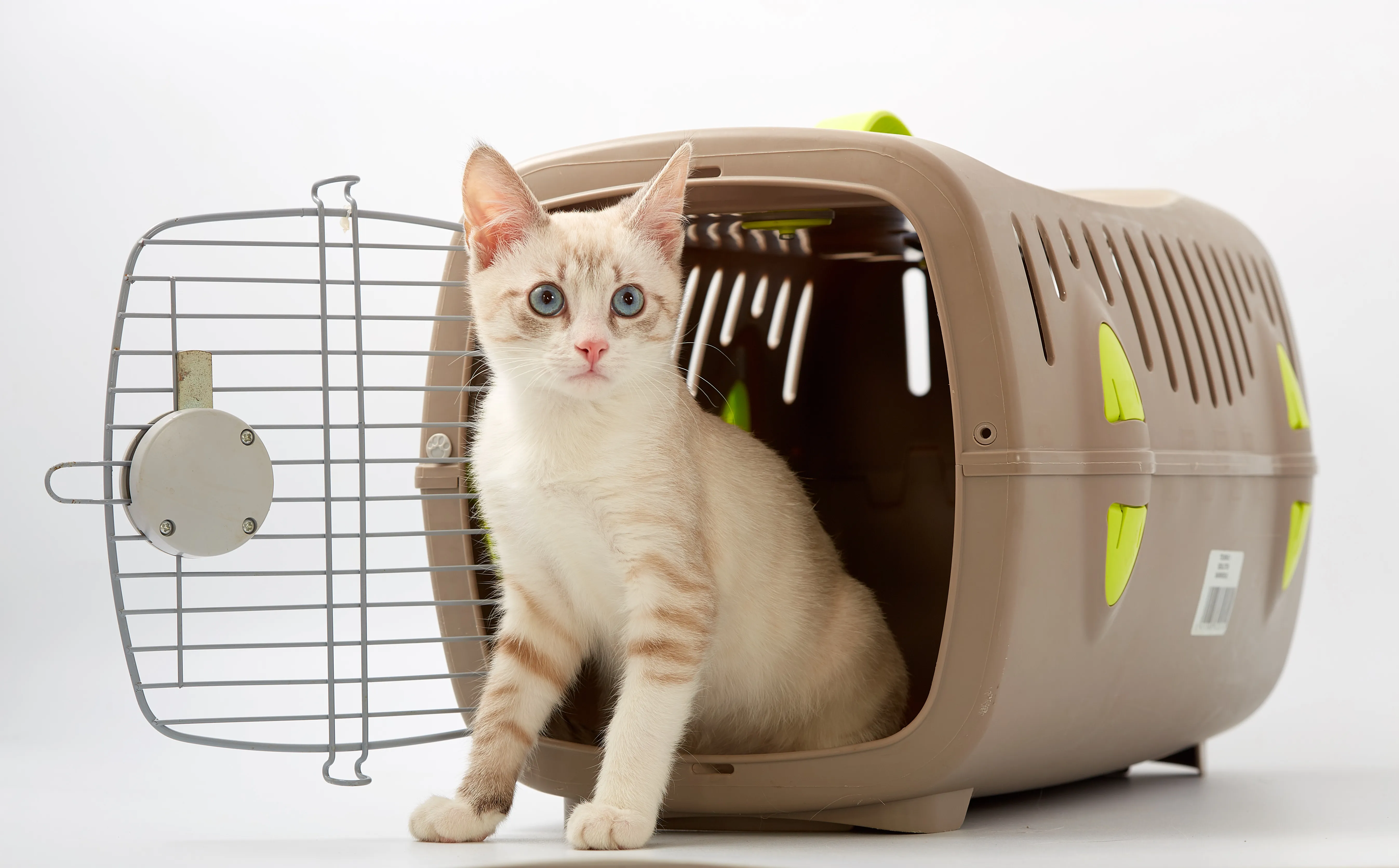 9 conseils pour choisir la bonne caisse de transport pour chat Chaton assis à l'entrée de sa caisse dans transport, dont la porte en ouverte