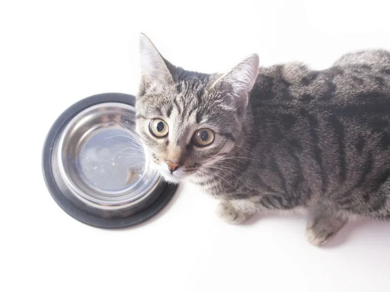 choisir la bonne gamelle pour chat chat gris devant sa gamelle en inox vide, regarde l'objectif au-dessus de lui