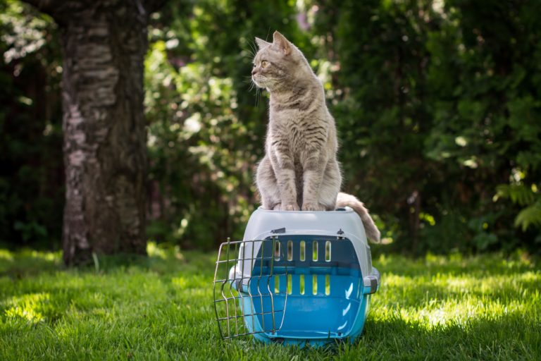Chat gris assis sur sa caisse de transport dans le jardin
