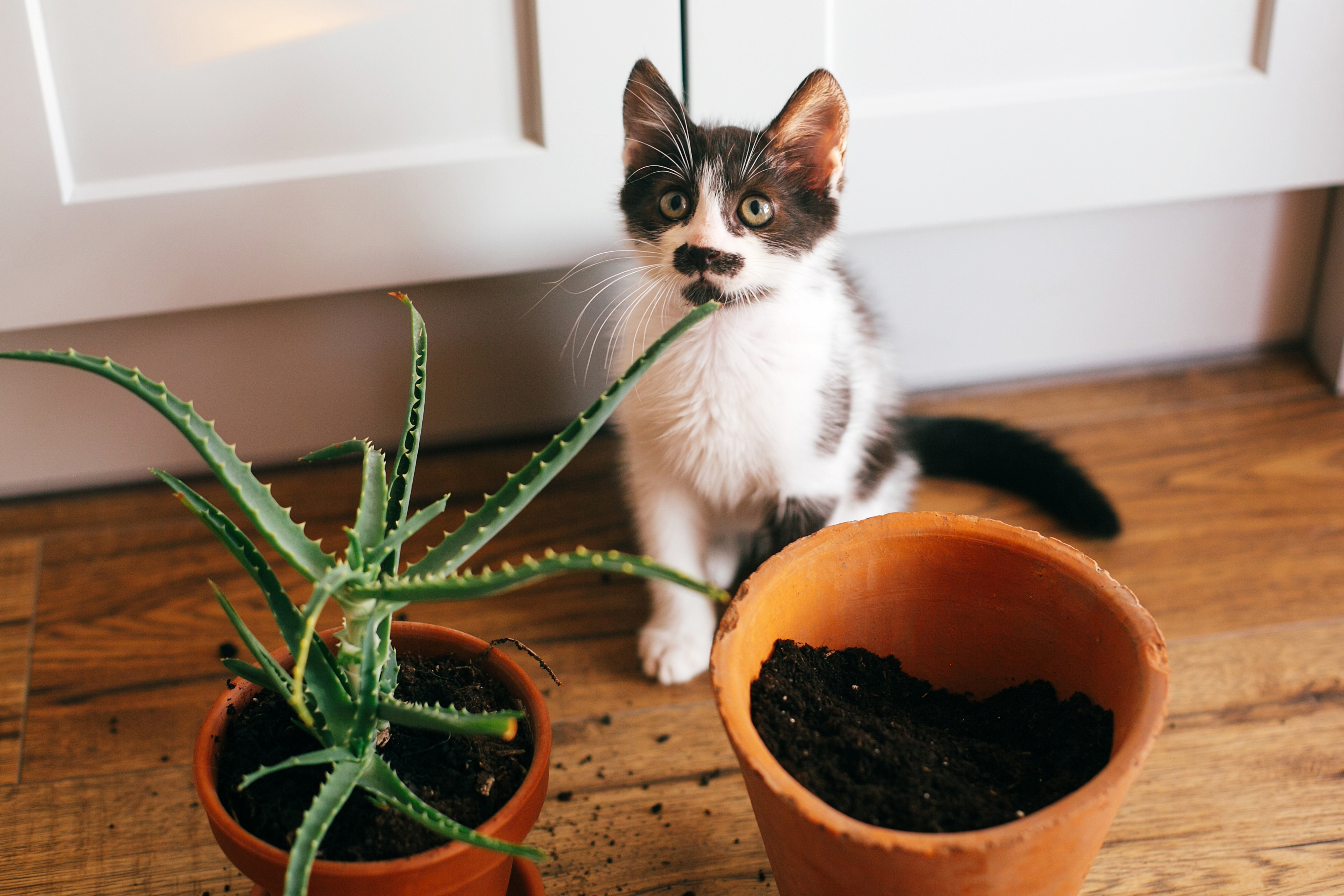 Le chat urine dans les plantes : pourquoi et que faire