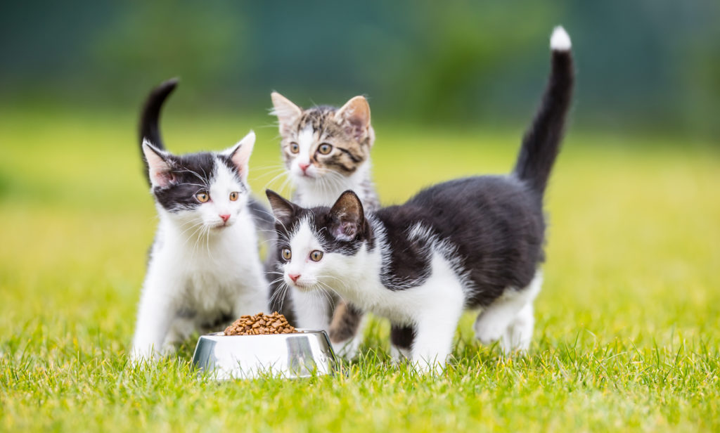 chatons mangent dans une gamelle