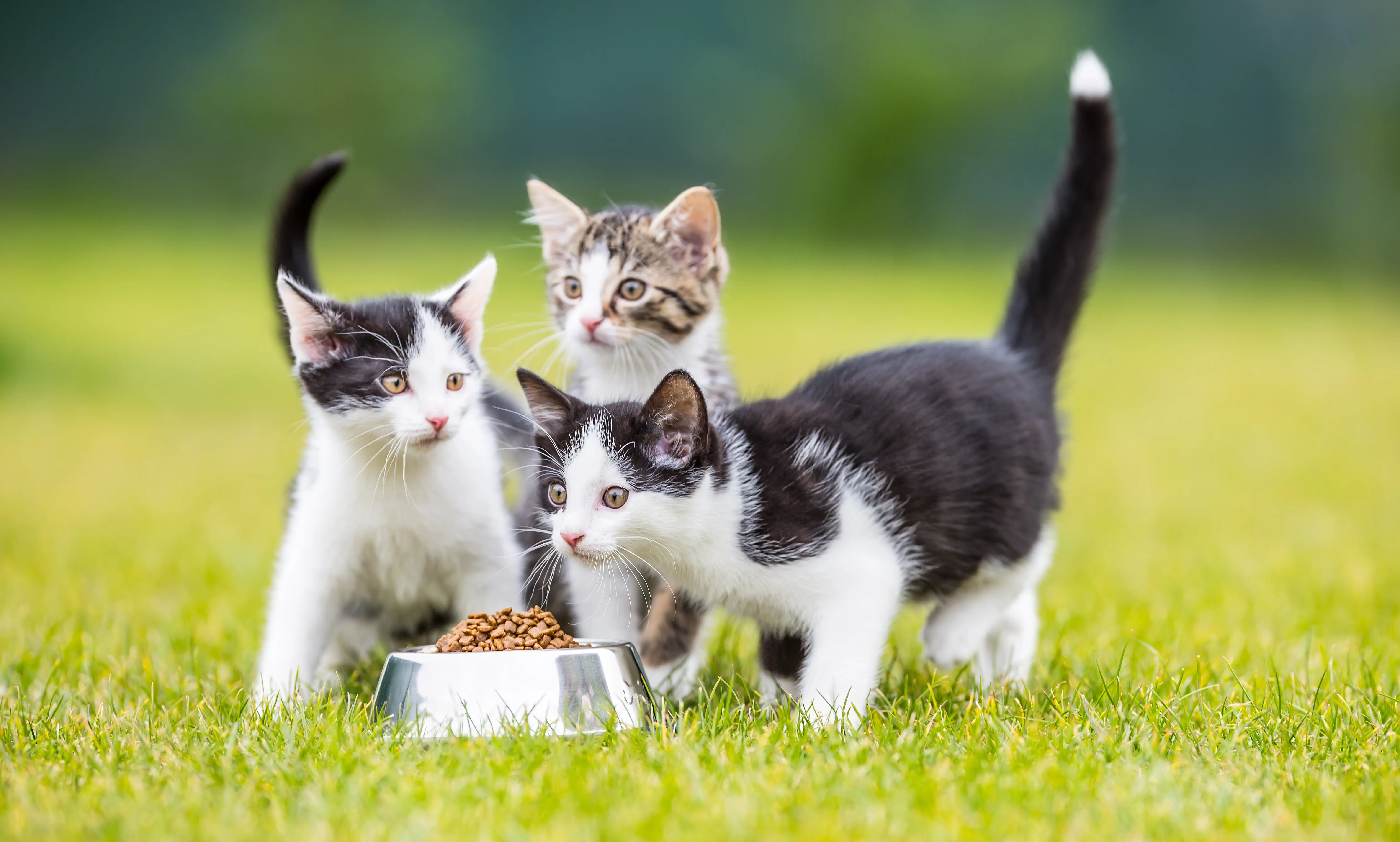 Comment choisir la bonne gamelle pour chats chatons mangent dans une gamelle