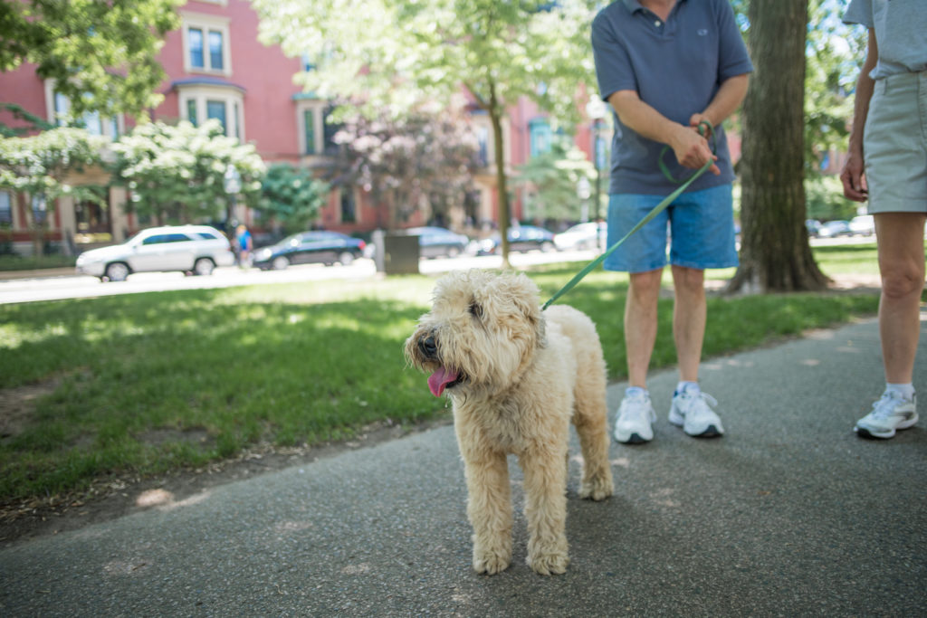 Cómo evitar que mi perro ladre Perro mantenido con correa por su amo en la calle