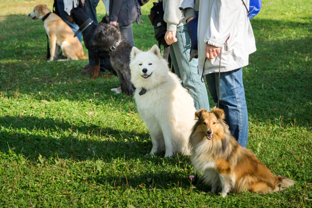 six chiens assis devant leur maître pendant un entrainement à l'école canine pour montrer que le chien n'obéit pas toujours