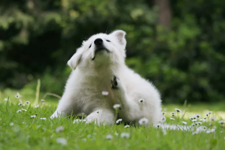 Chiot blanc assis dans l'herbe pour se gratter