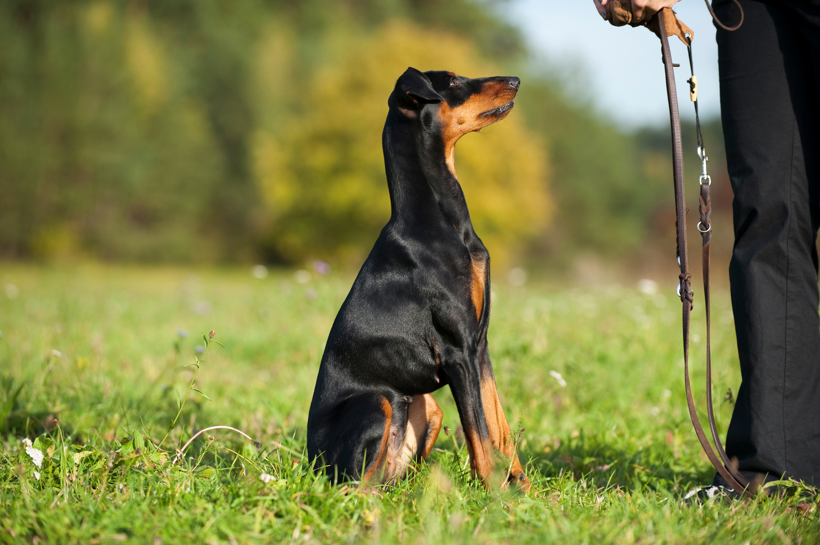 Langage corporel du chien : ce qu'il faut savoir