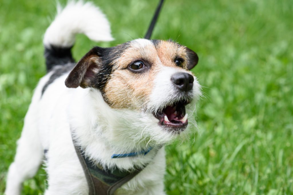 Pourquoi un chien court après les voitures ?