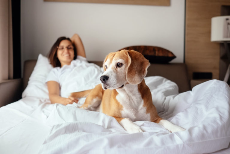 Pourquoi n'est-il pas recommandé de dormir avec son animal de