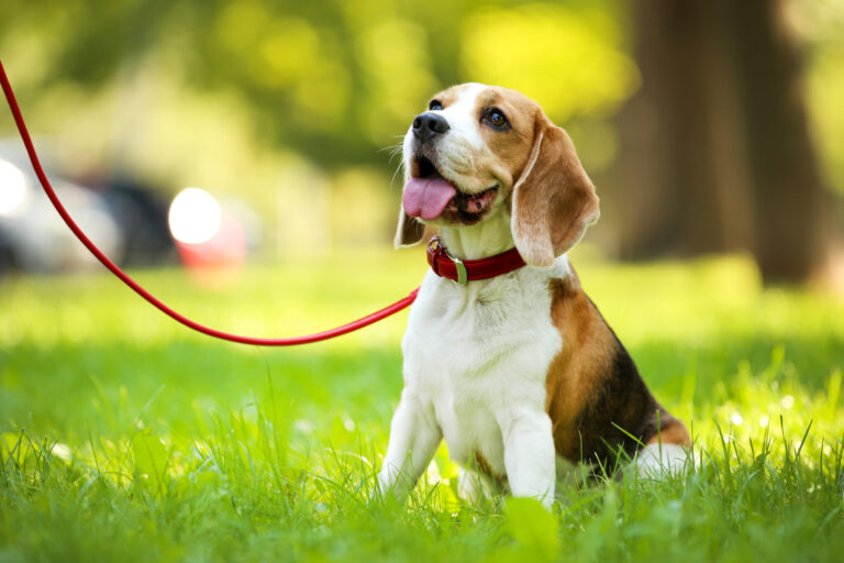 un chien beagle assis dans l'herbe