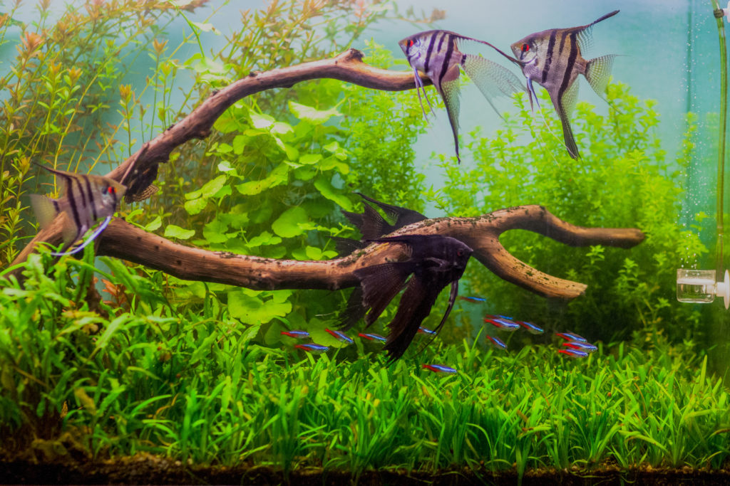 8 plantes d'aquarium faciles pour débuter - Jardiland