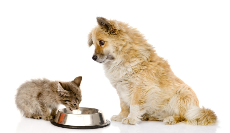 Chaton en train de manger dans sa gamelle en métal, chien assis à côté de lui