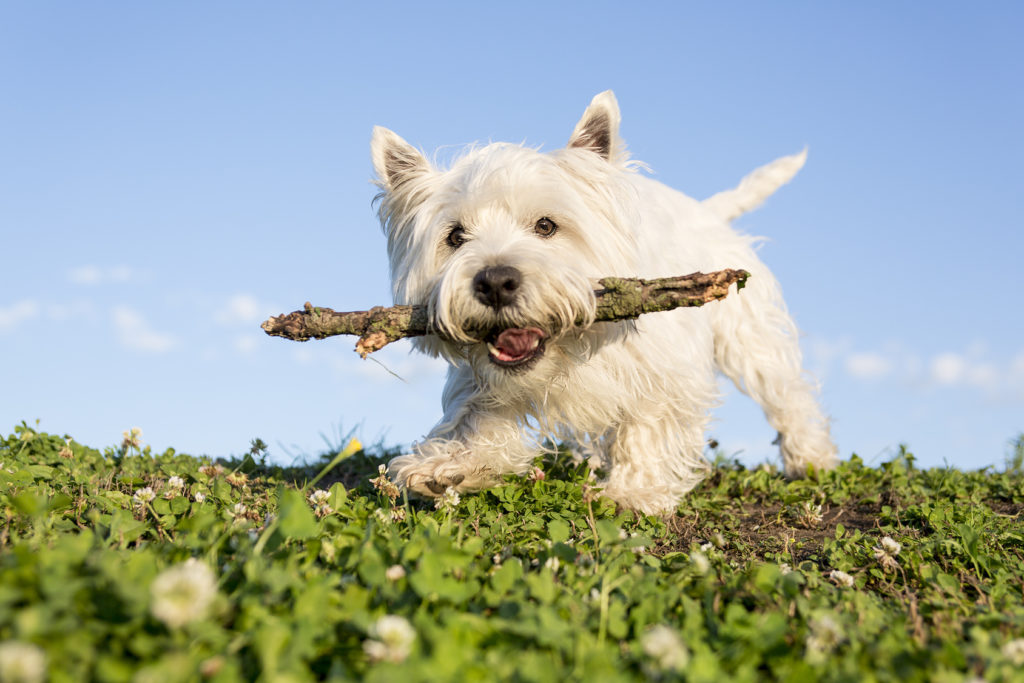 West Highland White Terrier1