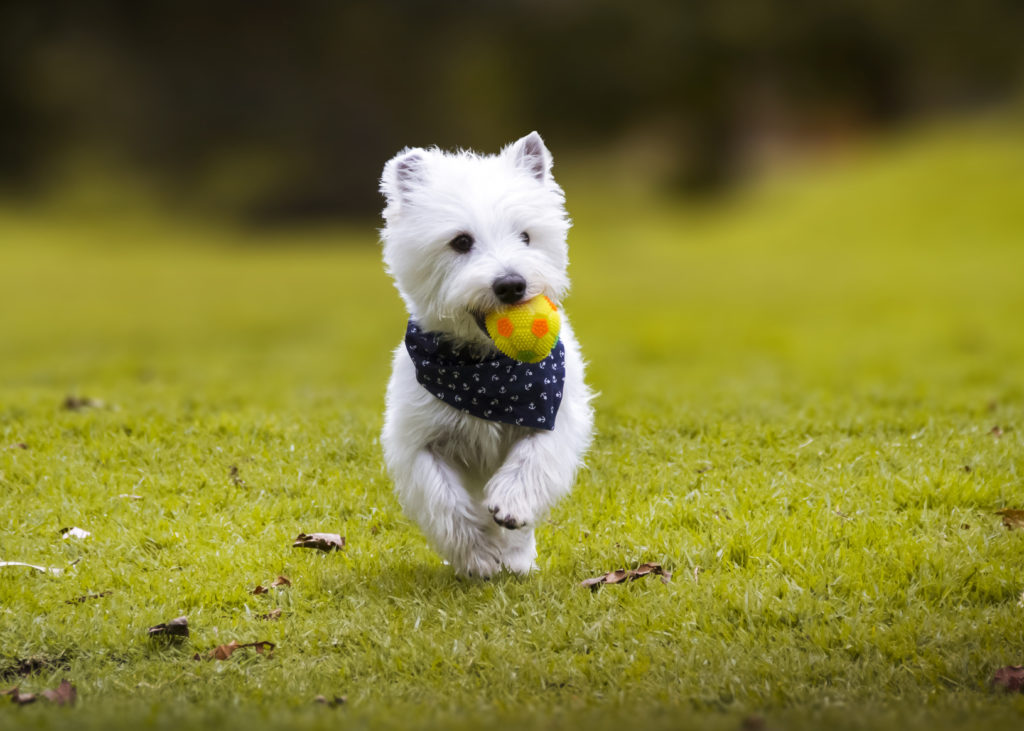 West Highland White Terrier (Westie) | Magazine zooplus