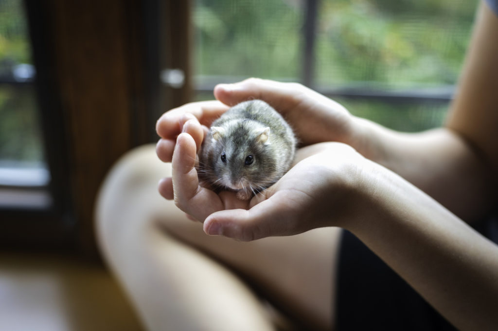 Hamster dans la main de son propriétaire