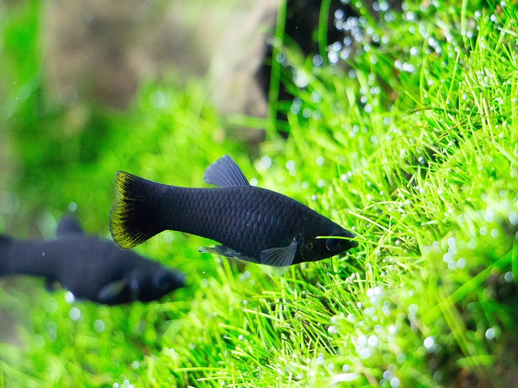 poisson black molly nage au fond de l'aquarium au-dessus de l'herbe