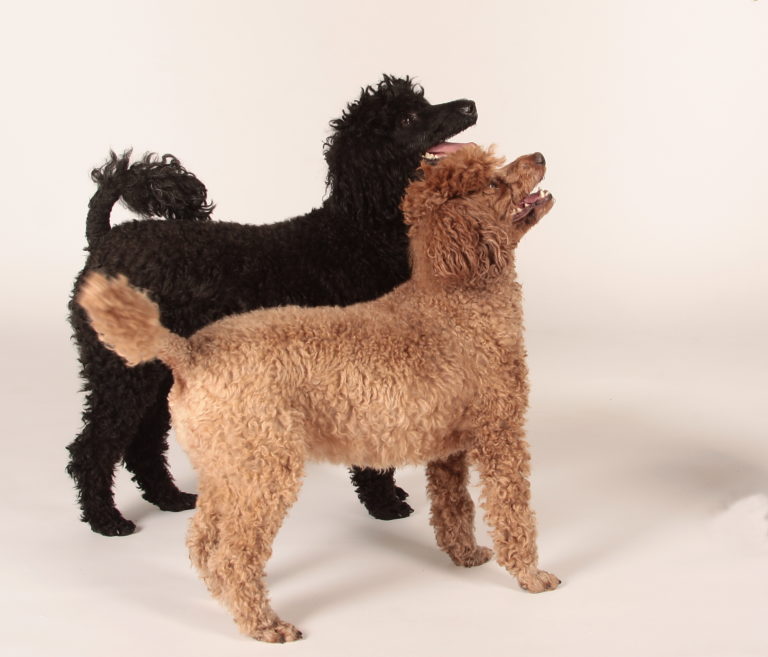 Caniche Nain Soins Adoption Alimentation Magazine Zooplus