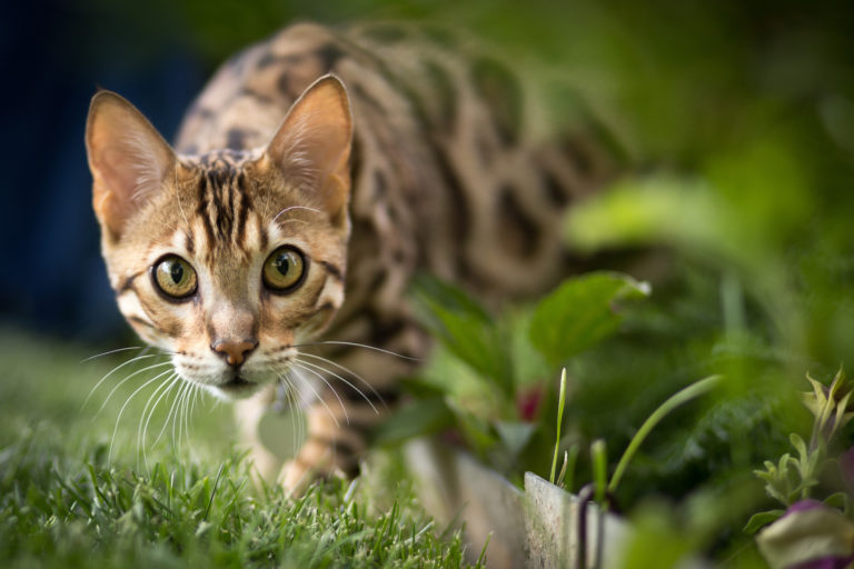 Chat bengal