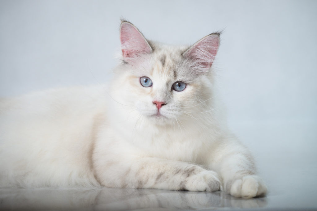 Chat sibérien blanc aux yeux bleus