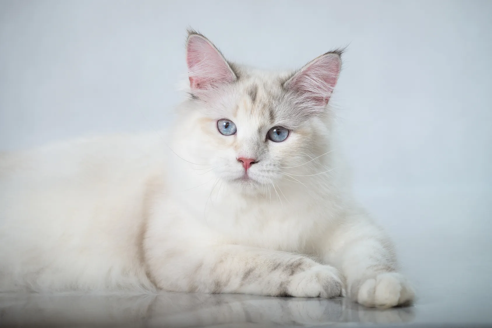 Sibérien Chat sibérien blanc aux yeux bleus