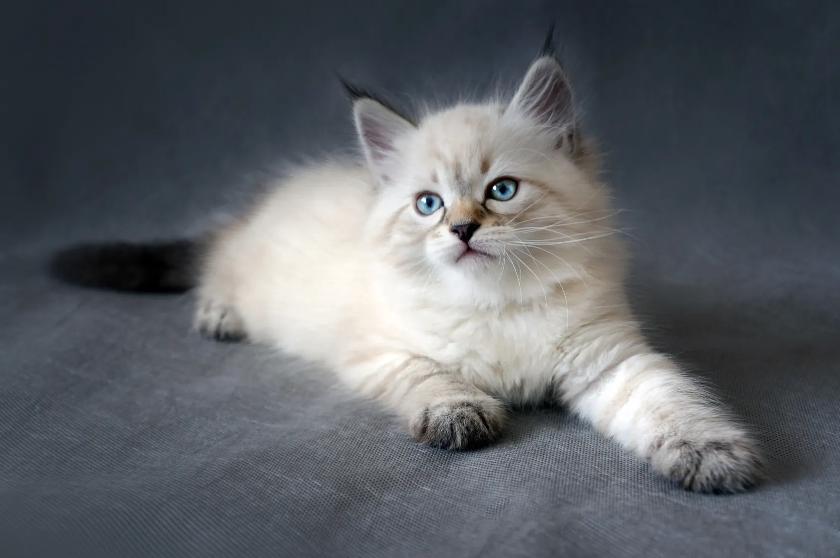 Sibérien Chaton sibérien point