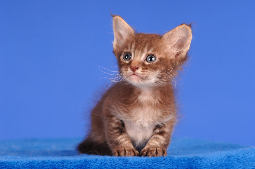 LaPerm chaton LaPerm sur un fond bleu