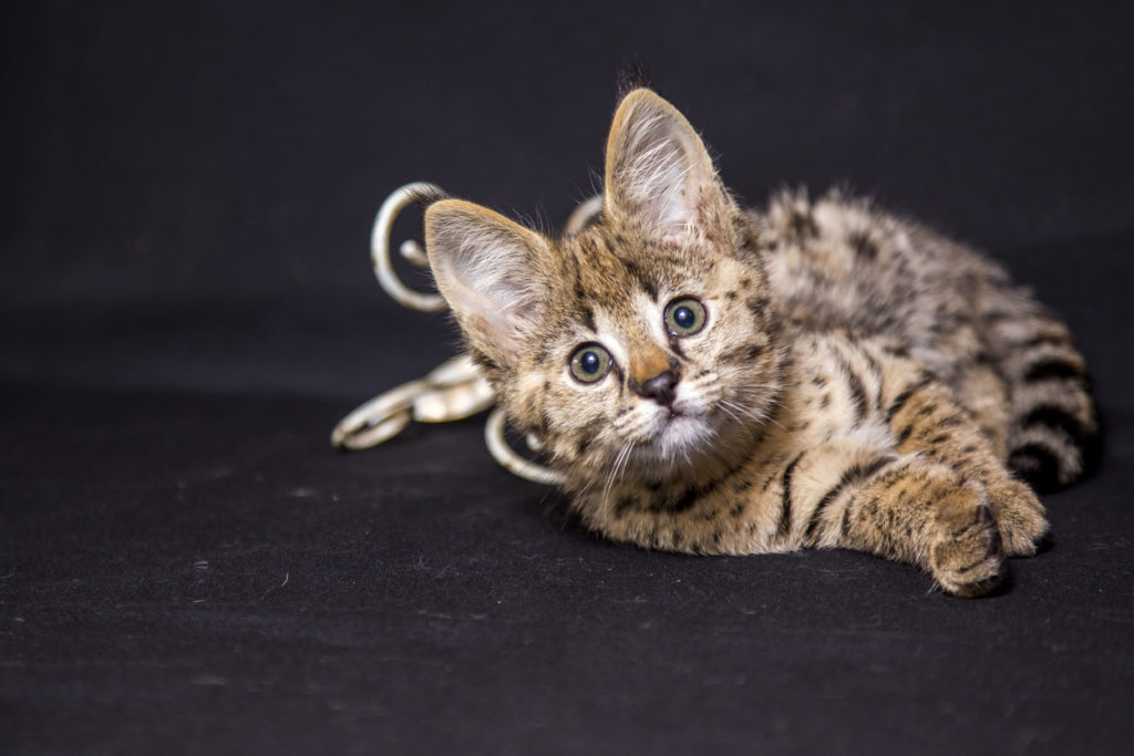 Un Chat Tabby Adulte Sur Un Synthétiseur Un Chat Domestique