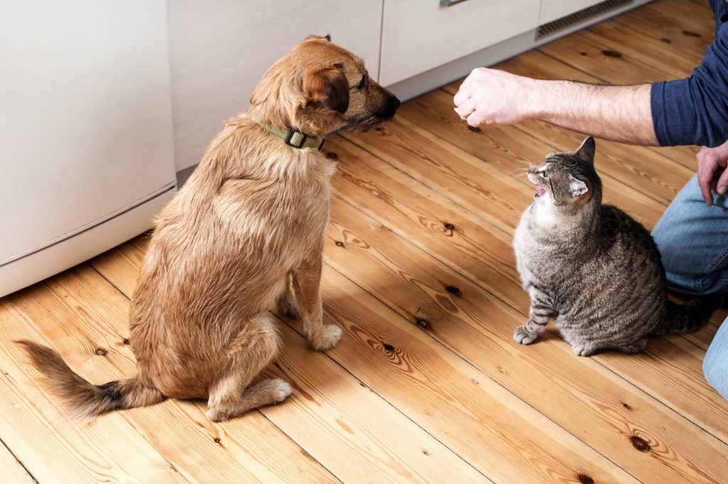 Le bras d'un maître tient de la nourriture en l'air entre son chien et son chat