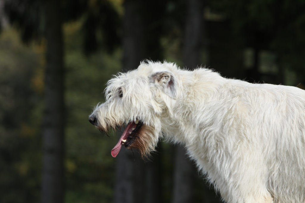Chien qui tousse symptômes, traitement Magazine zooplus