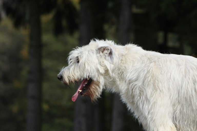 Chien qui tousse