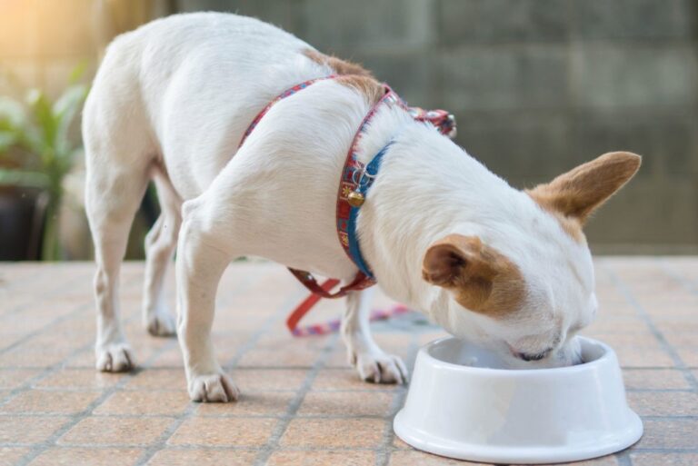 alimentation chihuahua