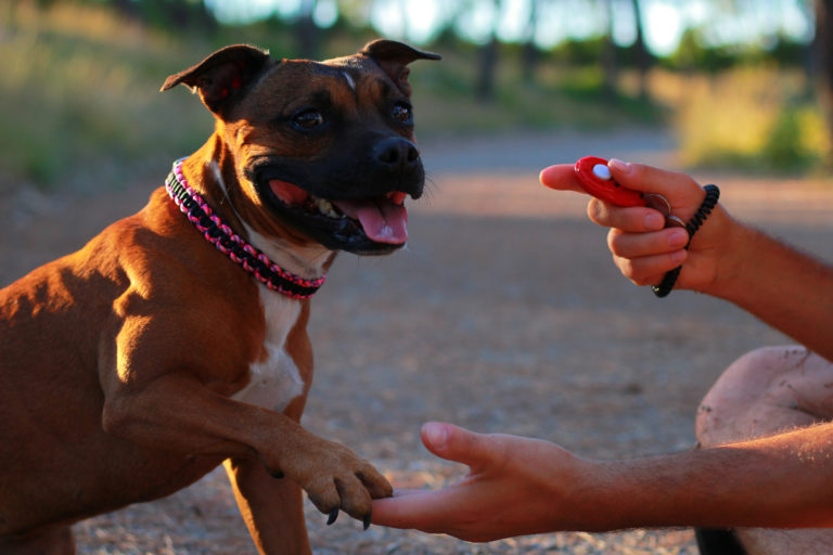 Clicker training chien entrainement au clicker pour chien