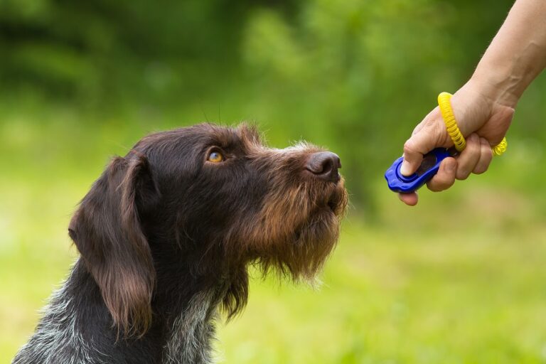 clicker training chien