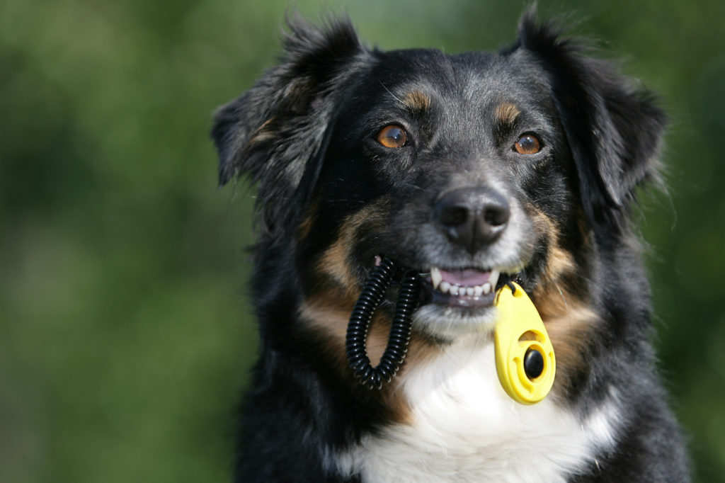 Clicker training pour chien comment faire ? Magazine zooplus