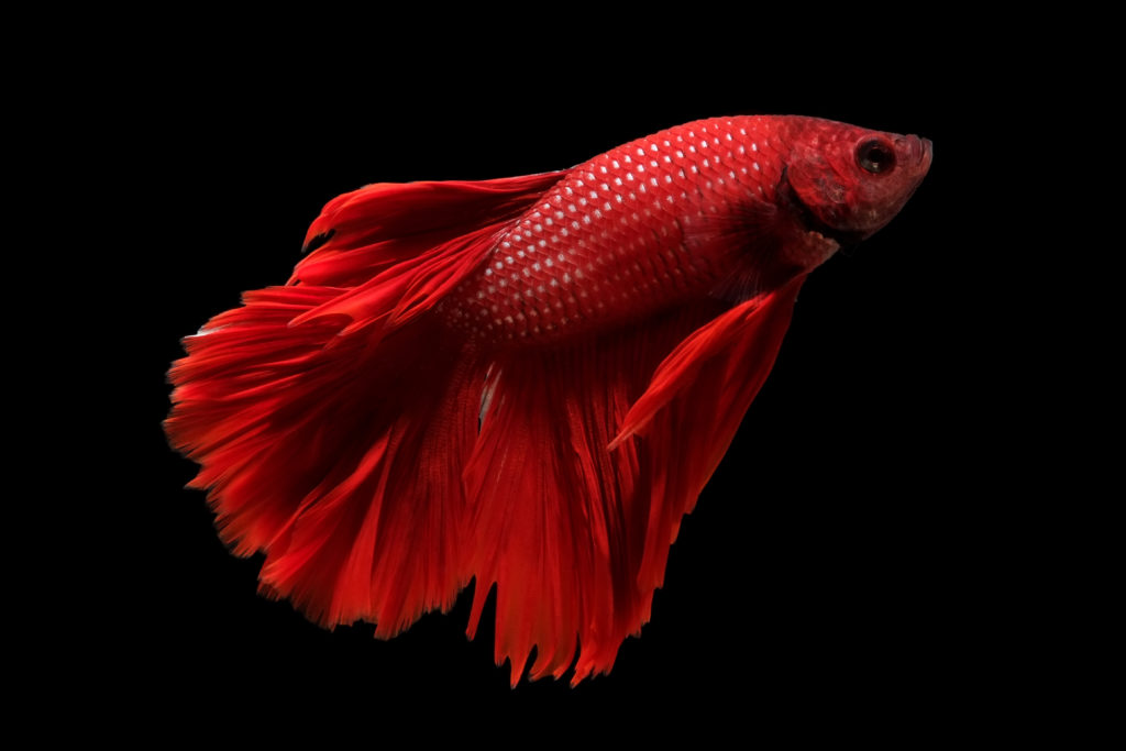 combattant du Siam poisson combattant du Siam sur fond noir