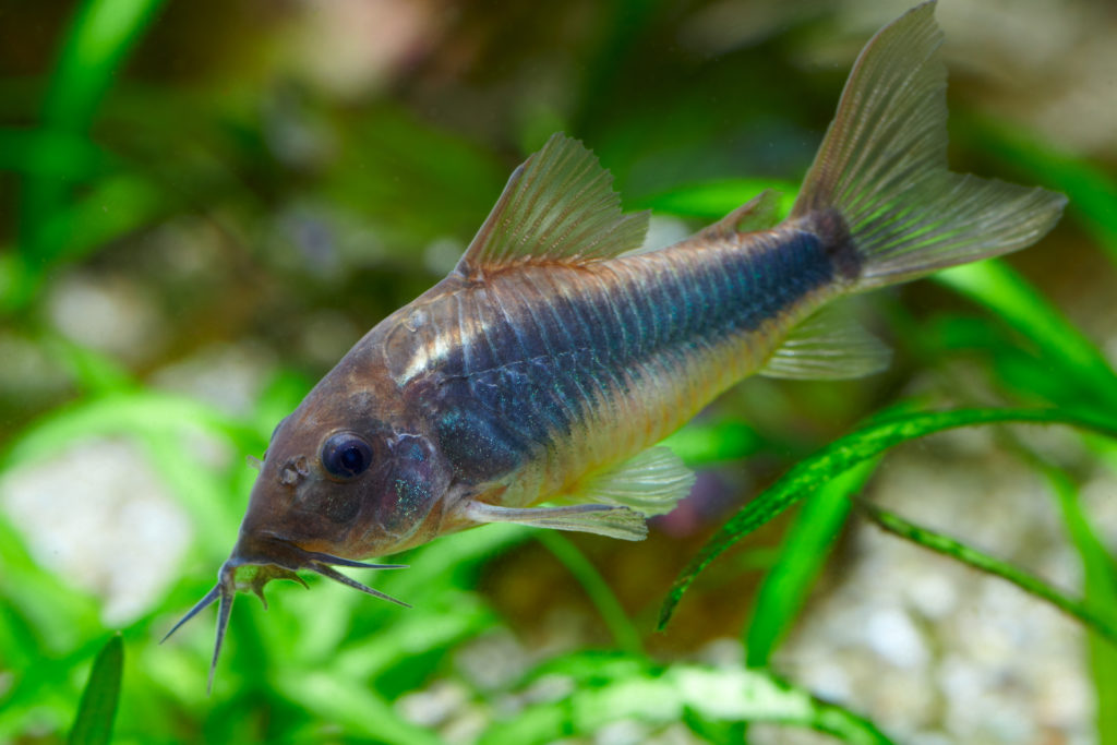 Corydoras paleatus nage au-dessus des rochers et des plantes