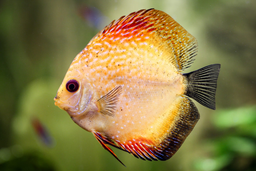 poisson discus nage au premier devant des lantes floues