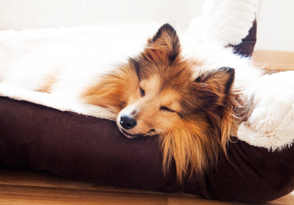 dormir avec son chien