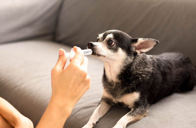 Vermufigation chez le chien