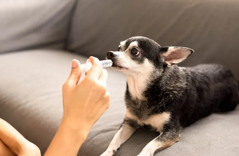 Vermufigation chez le chien