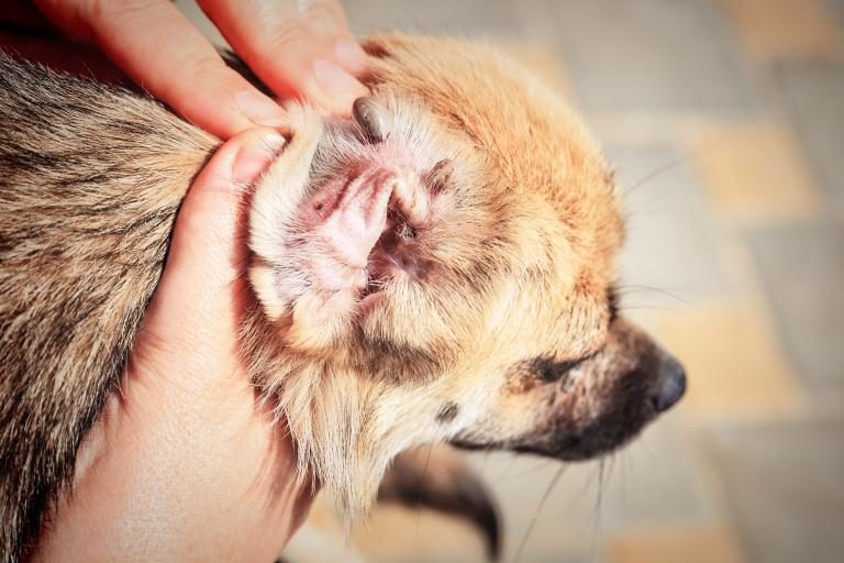 La gale auriculaire du chien