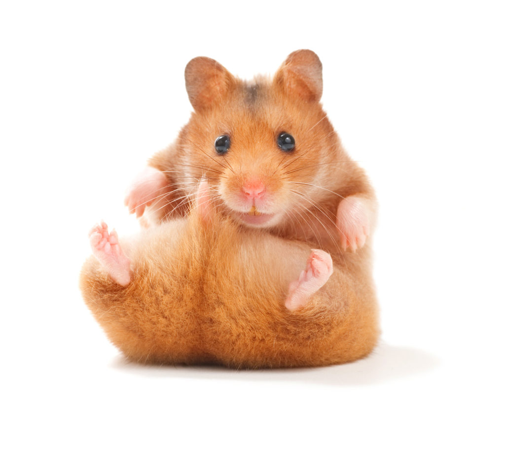hamster Hamster mignon assis