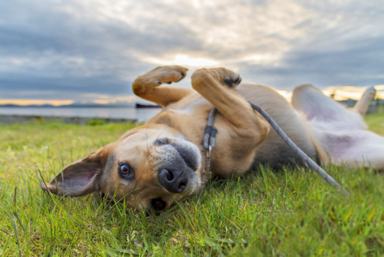 chien berger allemand qui se roule dans l'herbe sous un ciel nuageux ou le soleil commence à se coucher