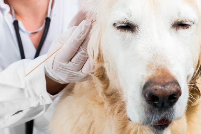 Diagnostic des acariens chez le chien par un vétérinaire